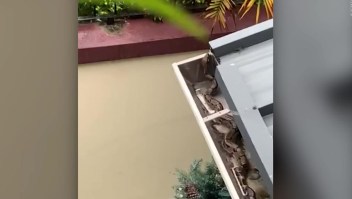 Una serpiente se refugia en el techo de una casa