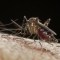 Cambio climático contibuiría a una epidemia global del dengue