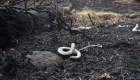 La fauna, una de las más afectadas por los incendios