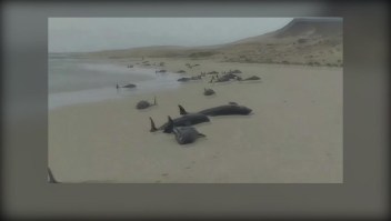 Mortandad de ballenas varadas en Cabo Verde