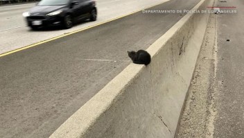 ¿Cómo resultó este gatito en una autopista?