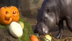 Animales de zoológico en Londres reciben golosinas de Halloween