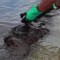Derrame de petróleo en Brasil causa amenaza ambiental