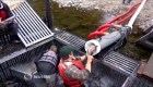 Un cañón para salvar salmones
