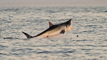 Un debate que avanza: el negocio de la caza de tiburones