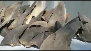 Pesca de tiburones genera polémica en Colombia