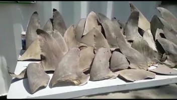 Polémica en Colombia por venta de aletas de tiburón