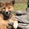 Wandi, el cachorro "milagro" de los conservacionistas