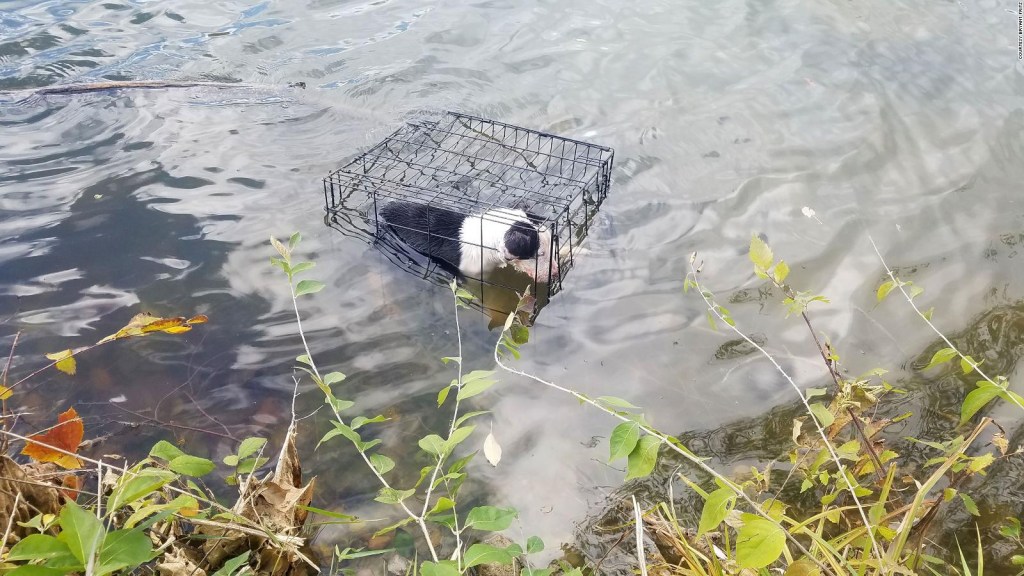 Rescatan cachorro enjaulado en un lago helado de Illinois