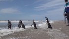 La tierna imagen de pingüinos que vuelven al mar