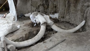 Hallan restos e indicios de caza de mamuts en México
