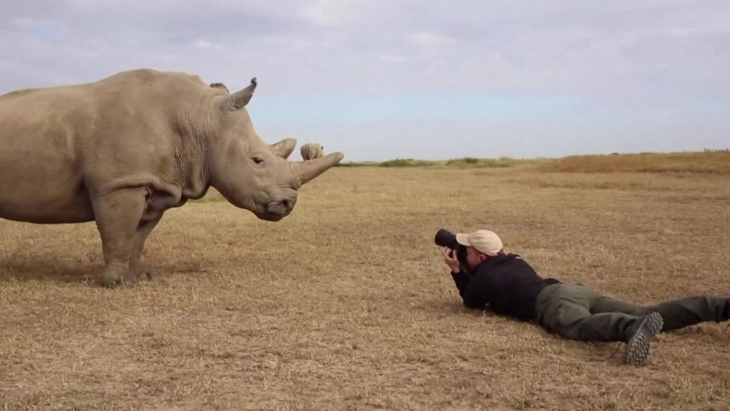 ¿Donarías tus uñas para ayudar a los rinocerontes?