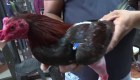 Peleas de gallo en Puerto Rico: al borde de la prohibición
