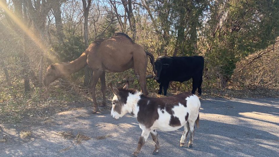 Burro, vaca y camello en Kansas