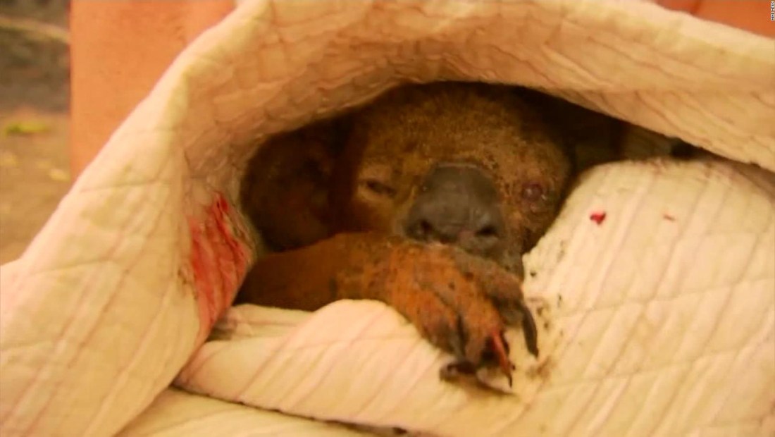 El koala Lewis muere una semana después de ser rescatado