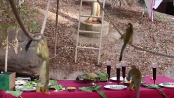 Estos monos tuvieron una lujosa cena por Acción de Gracias