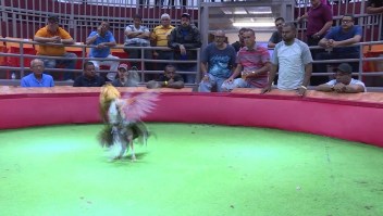 Gobernadora de Puerto Rico busca mantener las peleas de gallos