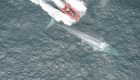 Esto revelan los latidos de una ballena azul