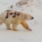 Expertos temen por la vida del oso polar pintado con graffiti
