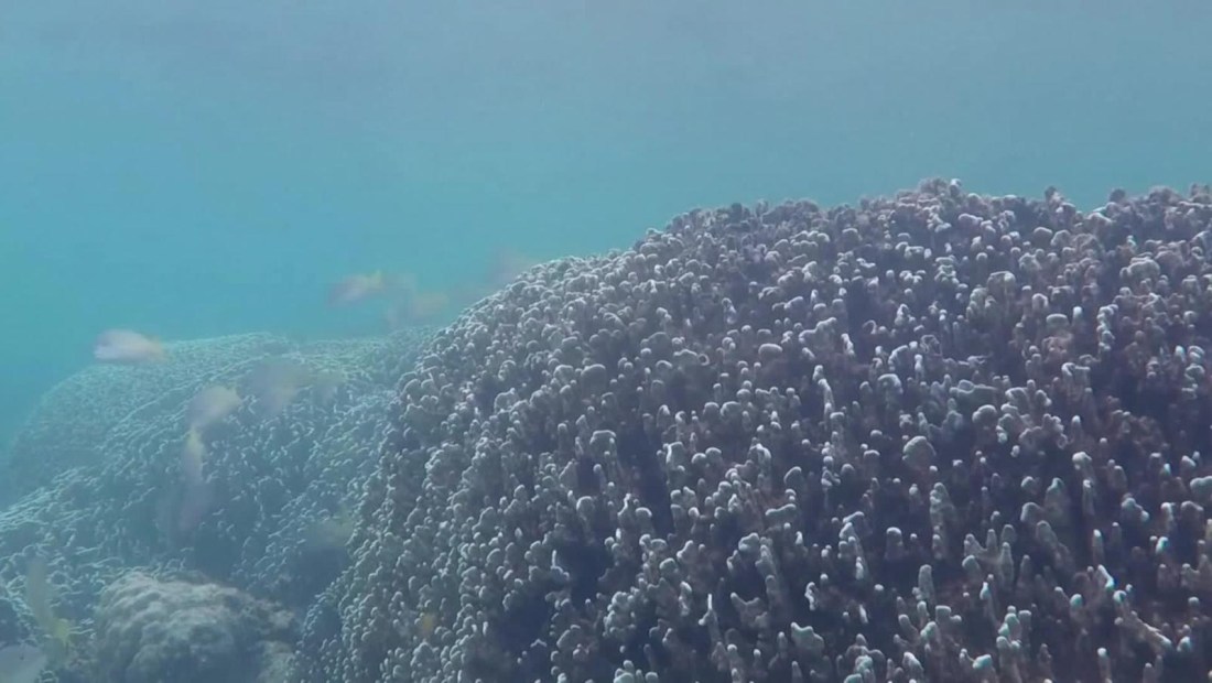 Arrecifes de coral se recuperan mediante uso de altavoces