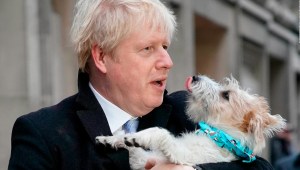 Cientos de británicos cuelgan fotos de sus perros en colegios electorales