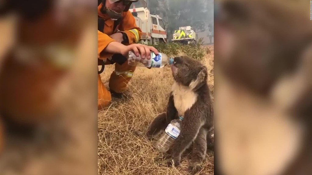 Bomberos dan agua a koala afectado por incendios