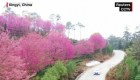 Cerezos en flor visten a la ciudad china de Xingyi