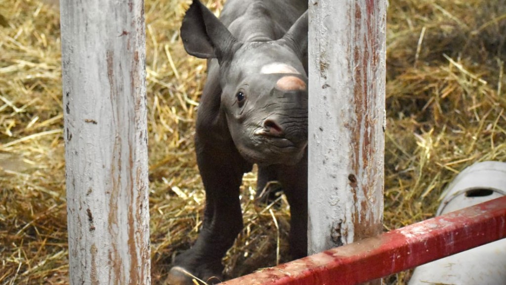 rinoceronte bebé negro nace