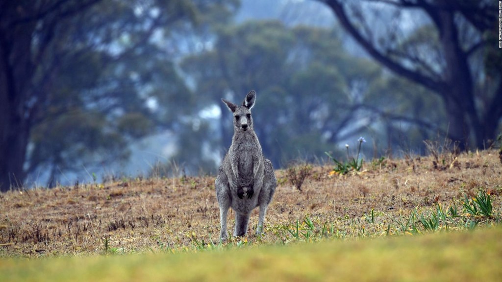 Incendios en Australia: Millones de animales muertos