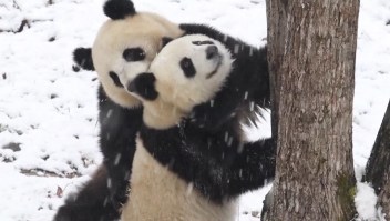 Pandas gigantes luchan en la nieve