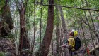 Misión para salvar árboles prehistóricos de Australia
