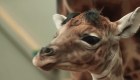 La adorable bebé jirafa del zoológico de Antwerp