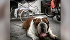 Rescatan a bulldog que fue robado en México