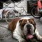 Rescatan a bulldog que fue robado en México