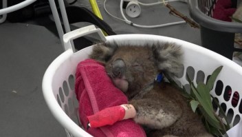 Los incendios en Isla Canguro arrasaron con los koalas