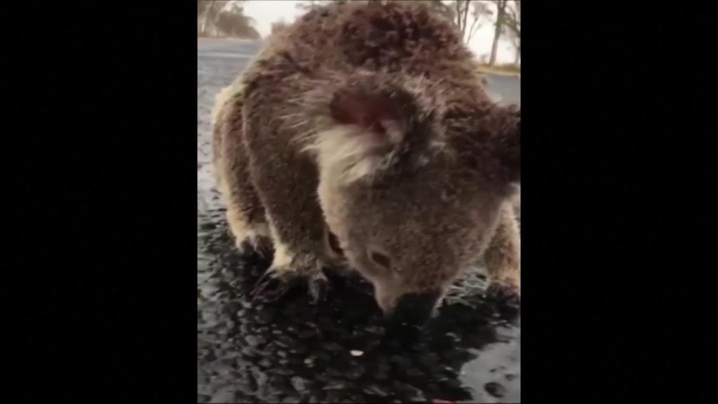 Koala toma agua de lluvia tras incendios de Australia