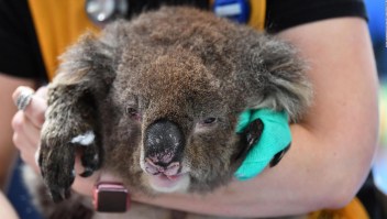 Australianos se unen para salvar sus icónicos animales
