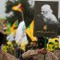 ¿Hezbollah opera en Venezuela?
