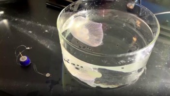 ¿Medusas biónicas para estudiar océanos?