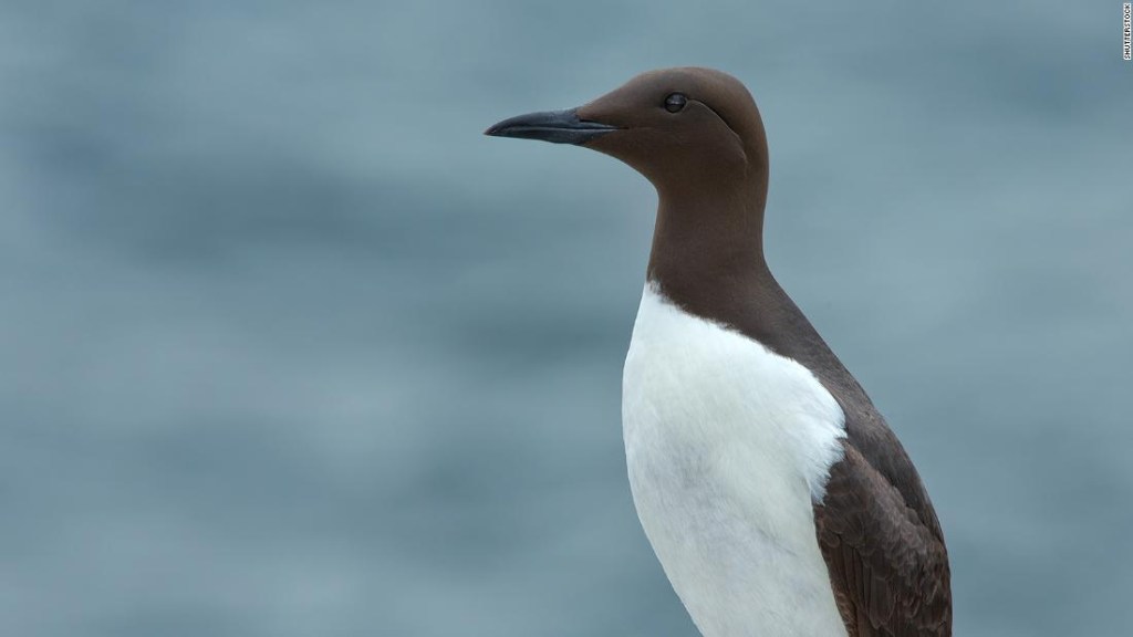 Los científicos dicen que una mancha de agua caliente en el Océano Pacífico mató a un millón de aves marinas