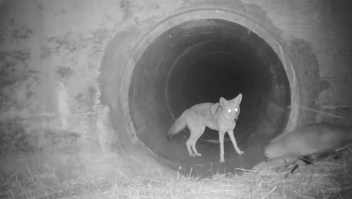 Amistad improbable entre coyote y tejón es viral