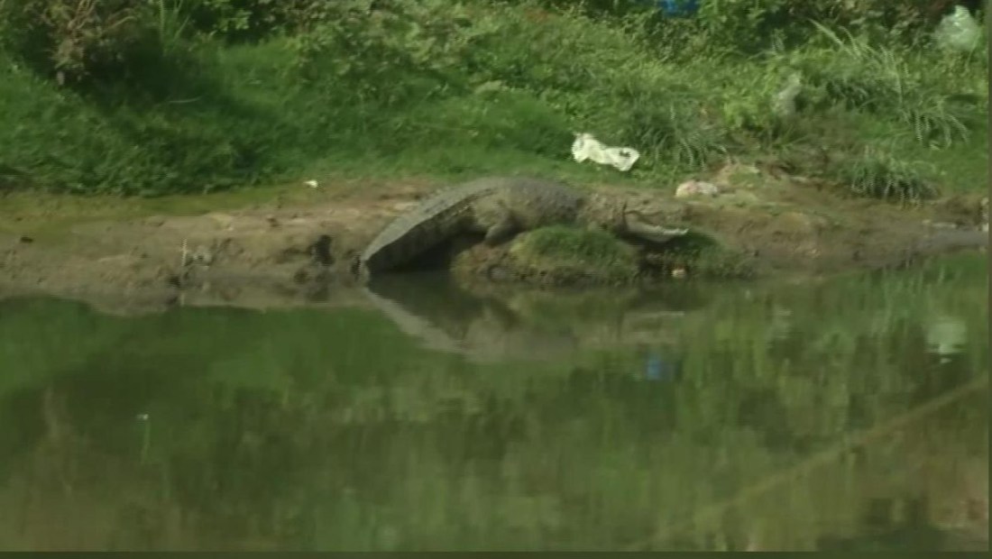 Una ciudad de la India censa a sus cocodrilos