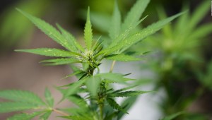 Ganancias en Colorado con el negocio del Cannabis