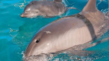 Dos delfines aparecieron muertos en Florida