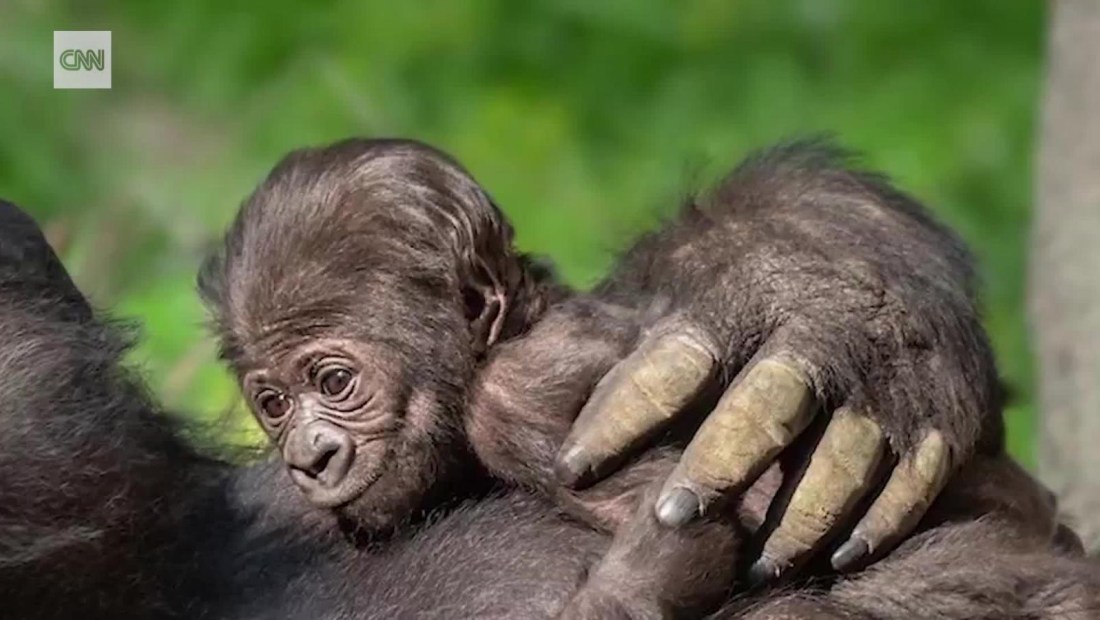 Nace bebé gorila en el Zoológico de Los Ángeles