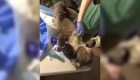 Un koala rescatado disfruta de un masaje