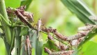 Plaga de langostas arrasa cultivos en África