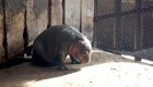 ¿Has visto alguna vez una hipopótama bebé?