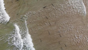 Decenas de tiburones aparecen en Florida