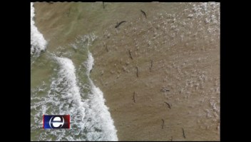 Decenas de tiburones captados desde un dron